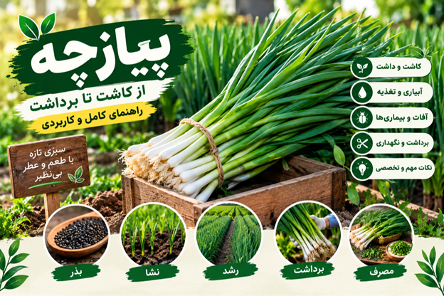 کشت پیازچه
